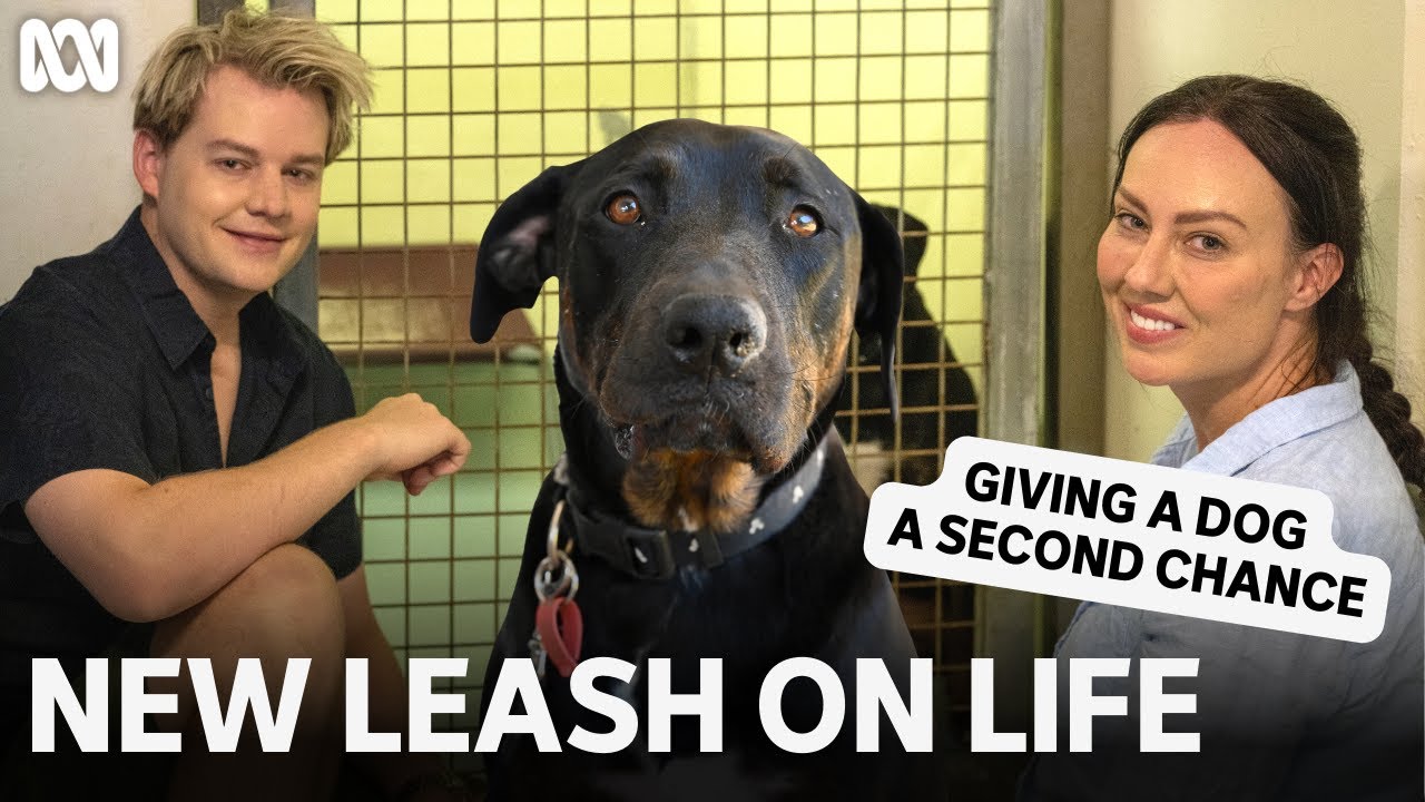 Giving a dog a second chance in life | New Leash On Life | ABC TV + iview
