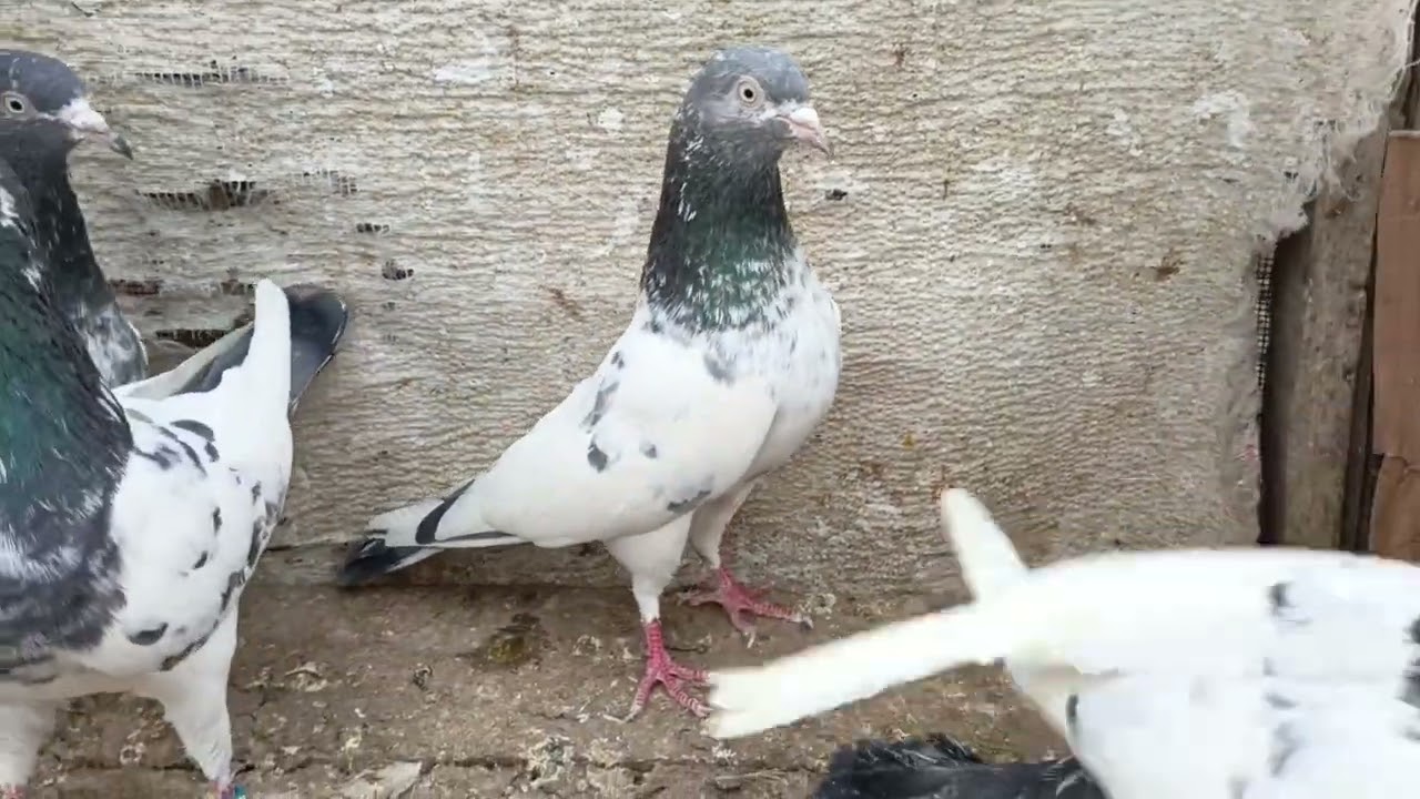 03422902637
