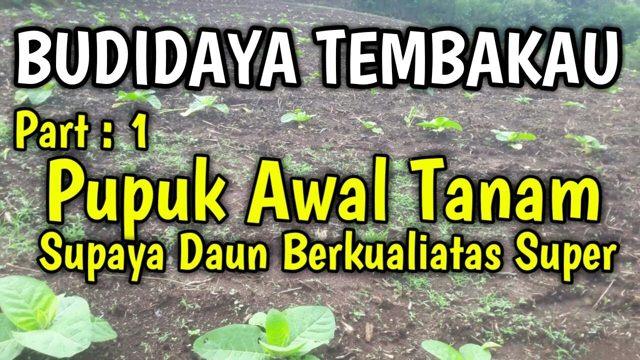 Budidaya Tembakau | Pengocoran Awal || Dairi Farmer