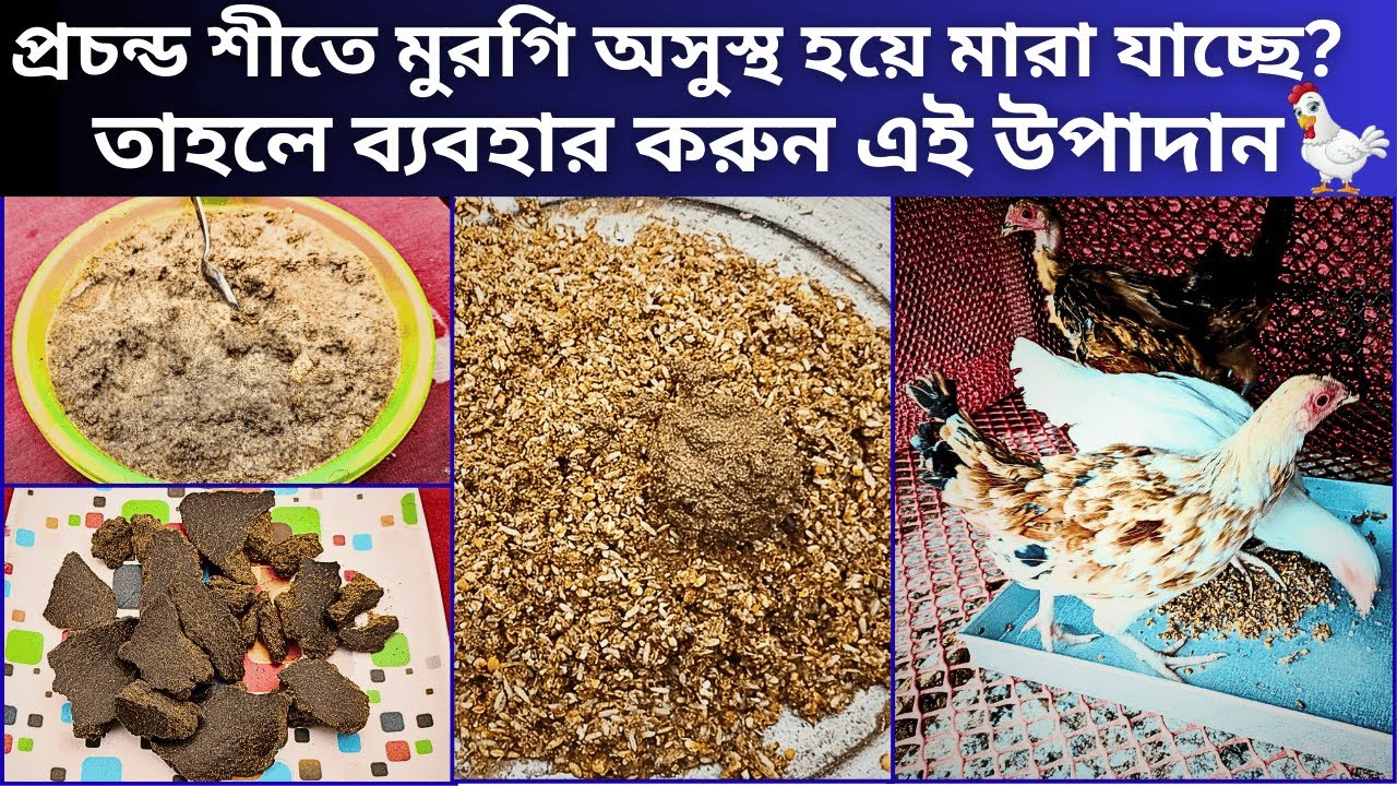 প্রচন্ড শীতে মুরগি অসুস্থ হয়ে মারা যাচ্ছে? তাহলে ব্যবহার করুন এই উপাদান