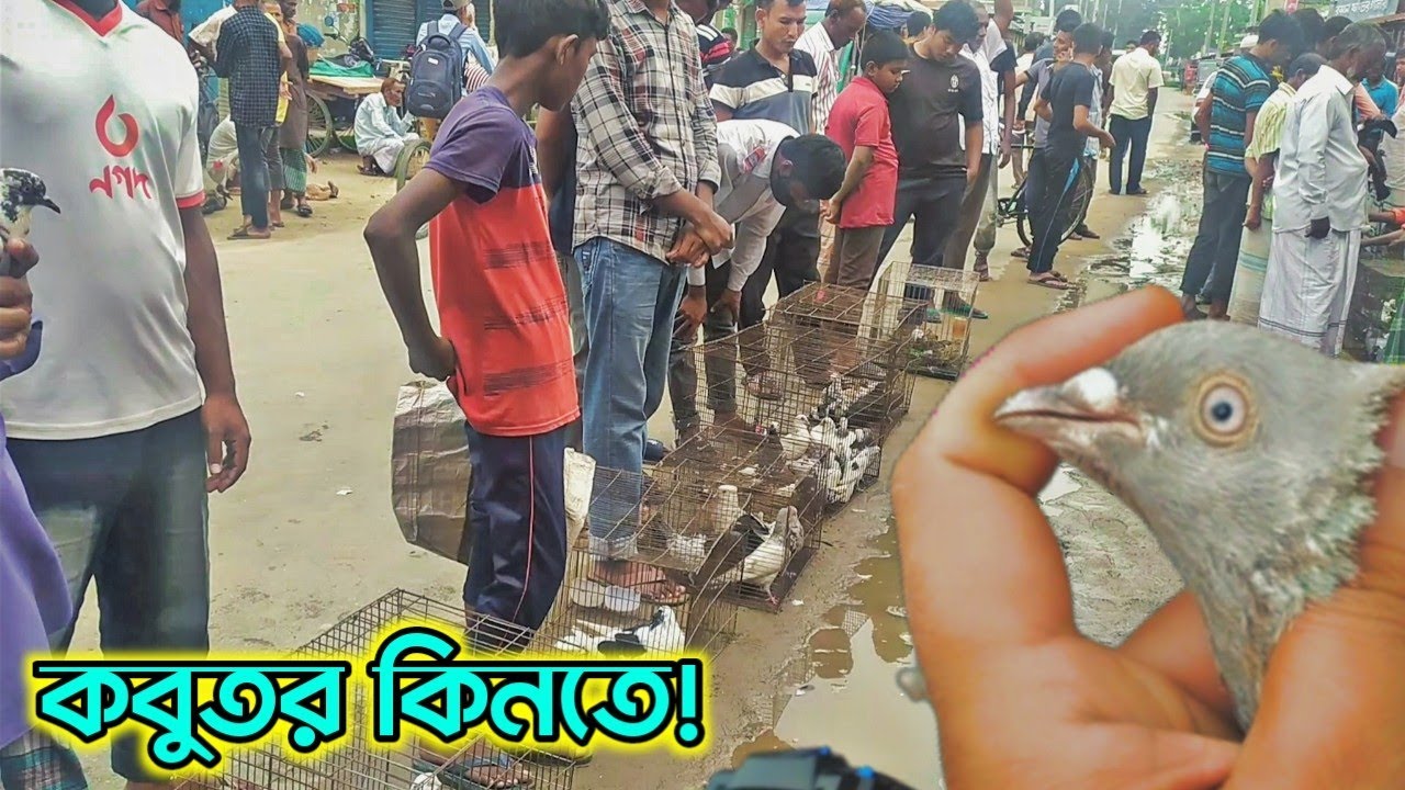 রংপুর বুড়িরহাটে কবুতর কিনতে আসছি | Buying some pigeons from rangpur hut