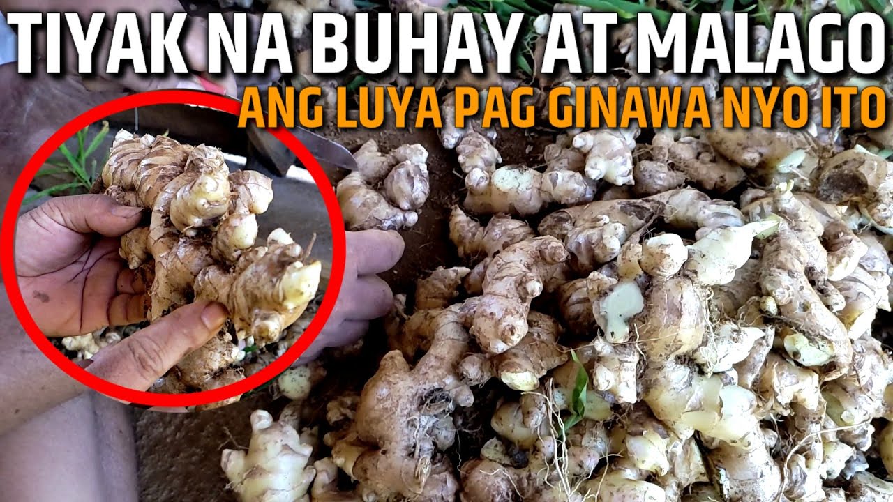 PAANO MAKATIYAK NA BUHAY AT MALAGO ANG PANTANIM NA LUYA | D' Green Thumb