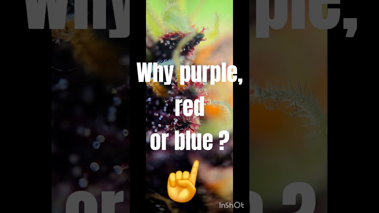 Colors of weed 💜 #cannabisdaily #420 #happy420 #weed #Cannabis #plants