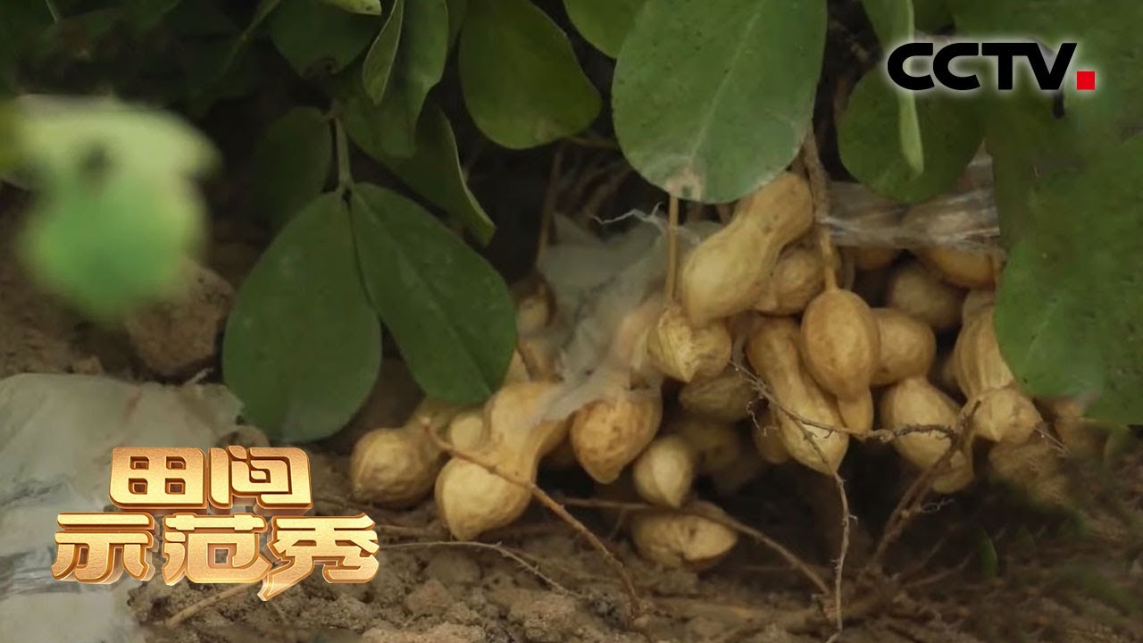 百亩花生为何出现大量烂果？专家解密地膜下的种植“密码”，附赠增产小秘诀 ！ | CCTV「田间示范秀」20201217