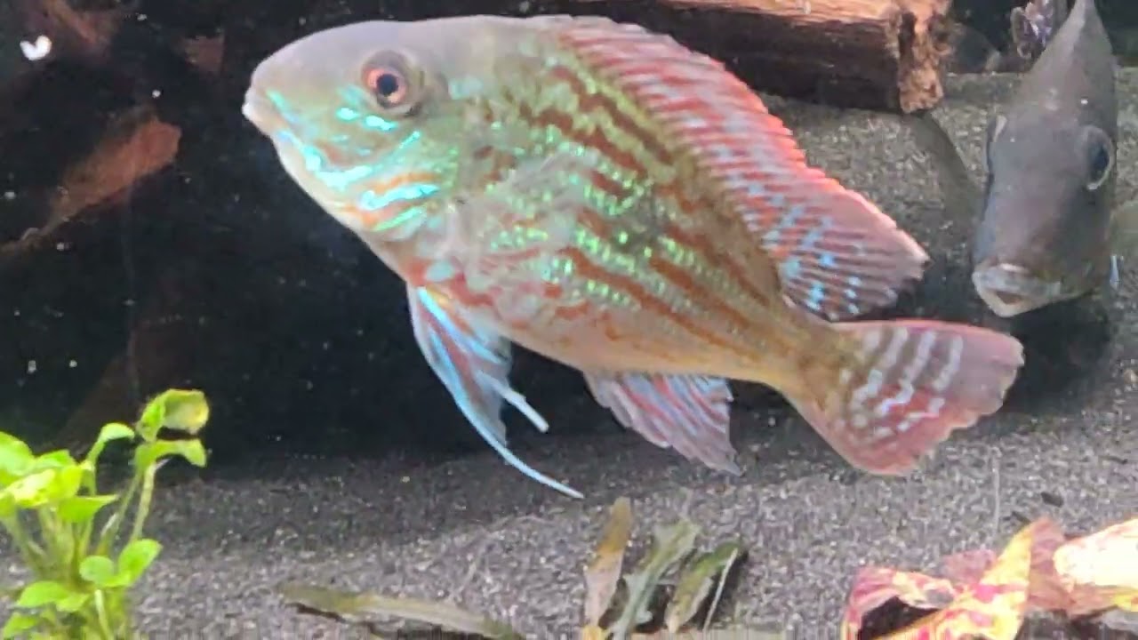 Geophagus Sveni Rio Parana, Sattelfleckbuntbarsche, L168, Corydoras Duplicareus, CW49