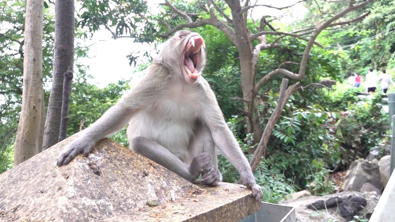 Monkeys Being Familiar With Living Beside Human Society 14 | Viral Monkey