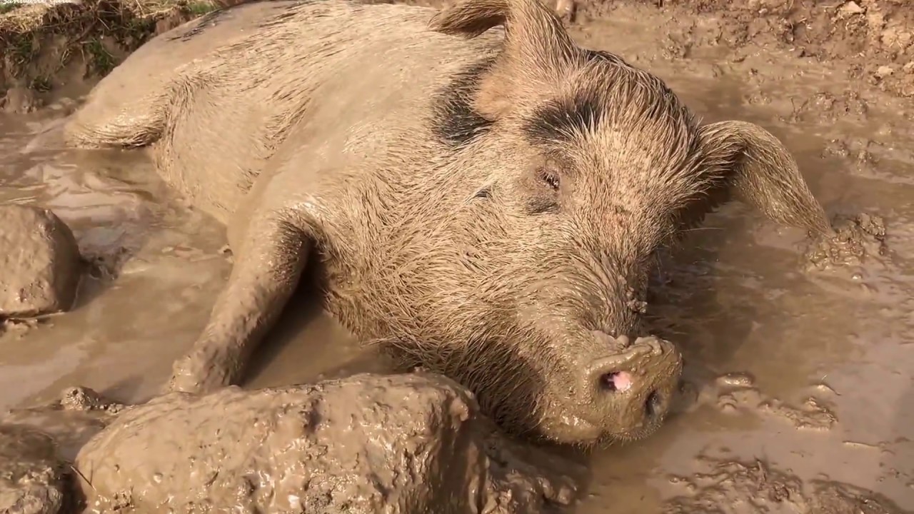 Cerdo feliz en su baño de barro