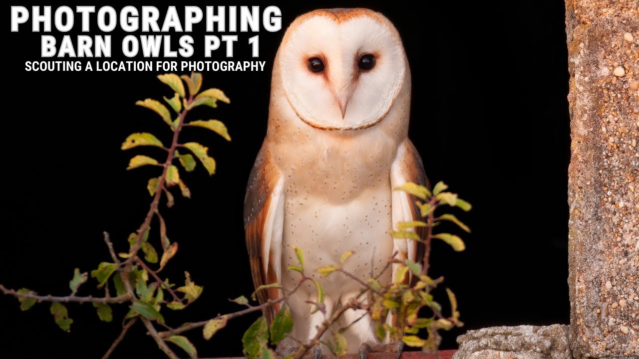 BARN OWL PHOTOGRAPHY | HOW TO CHOOSE A SUITABLE SITE | TIPS FOR SUCCESSFUL BIRD PHOTOGRAPHY PT 1