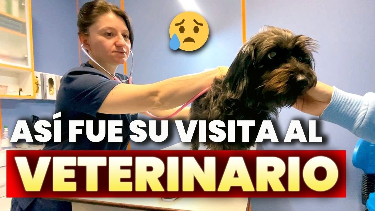 🐾 ¿Cómo es una CLINICA VETERINARIA PRIVADA en Rusia? | Nuestra EXPERIENCIA con LARA🩺🇷🇺