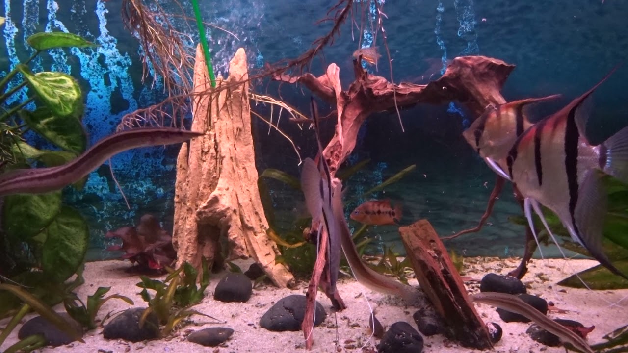 Rotrücken Skalare und Crenicichla Alta im Südamerika Aquarium
