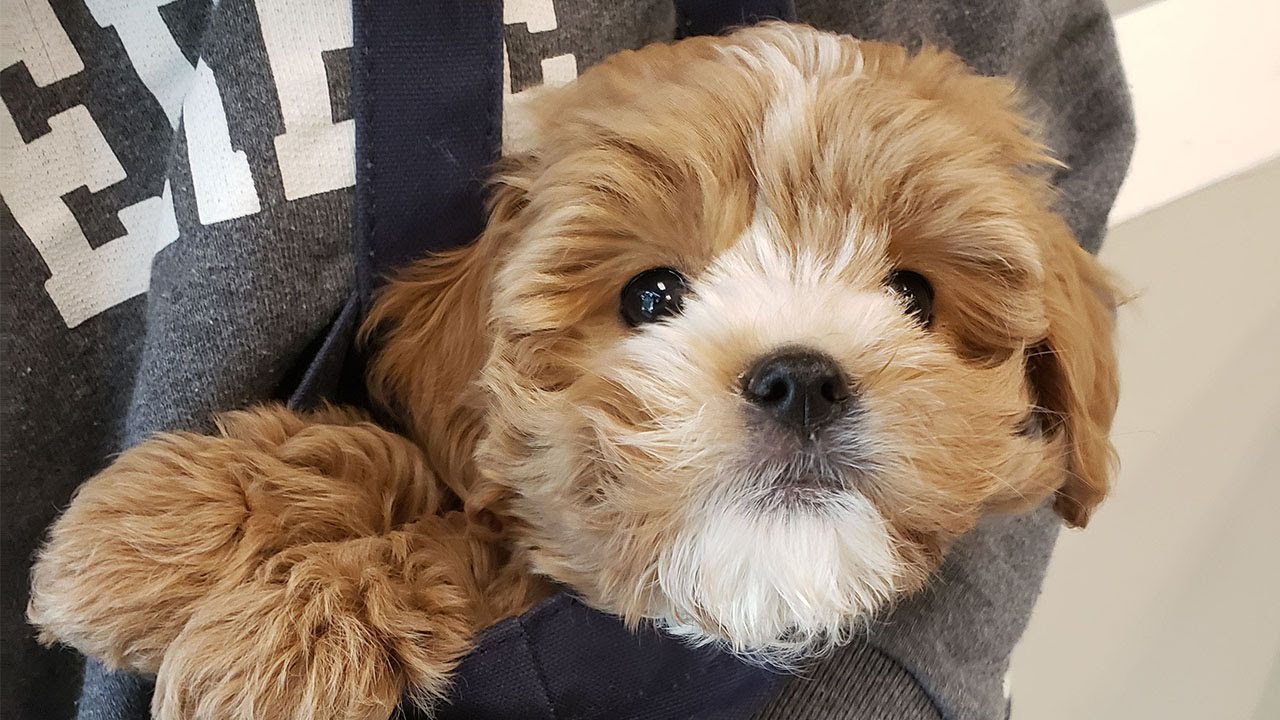 2 Month Old Cavapoo Puppy Compilation