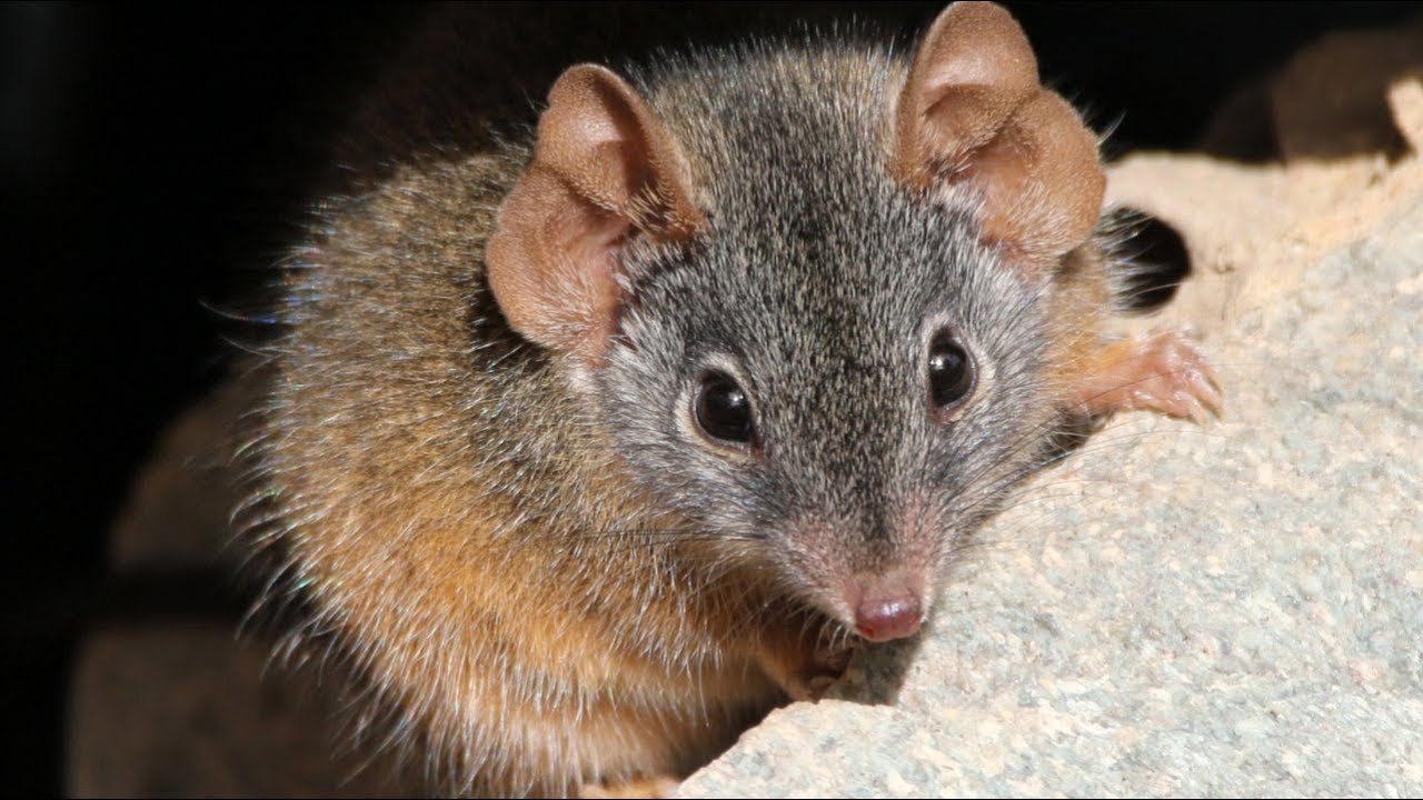 Up close with charismatic Yellow-footed Antechinus &ndash; Capertee Valley