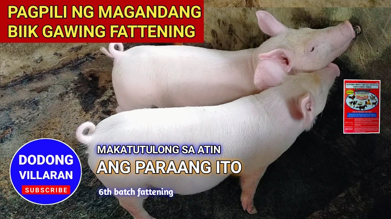 Pagpili ng MAGANDANG BIIK Gawing Fattening / Makatutulong sa atin ang paraang ito / 330