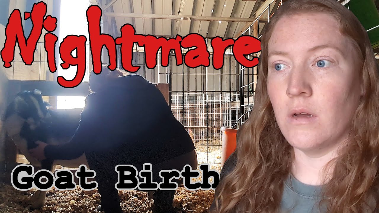 That baby is STUCK! 😱 ~ dramatic mini nubian goat birth