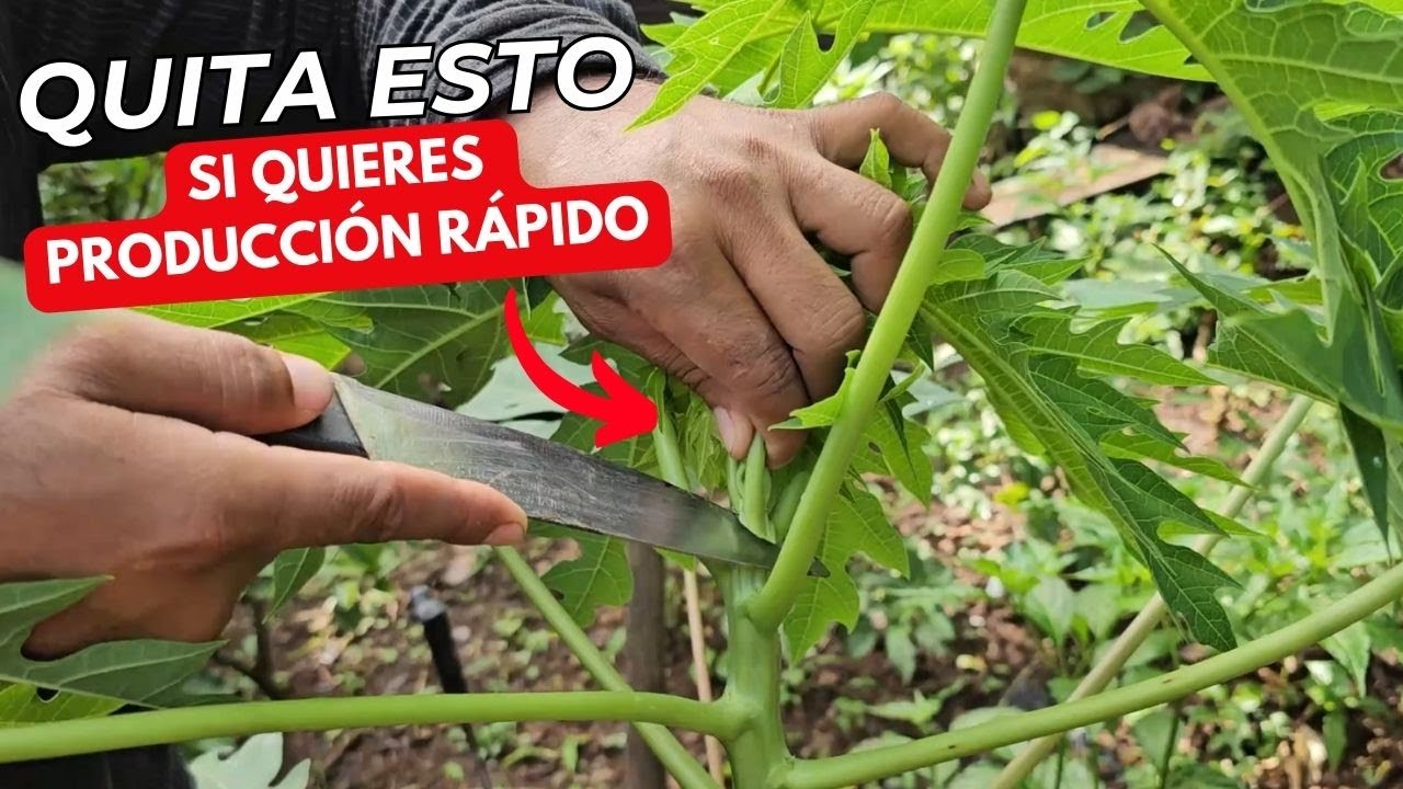 Si Capas y le quitas esto a tu planta de papaya tendrás un arbolito enano hermoso lleno de frutos