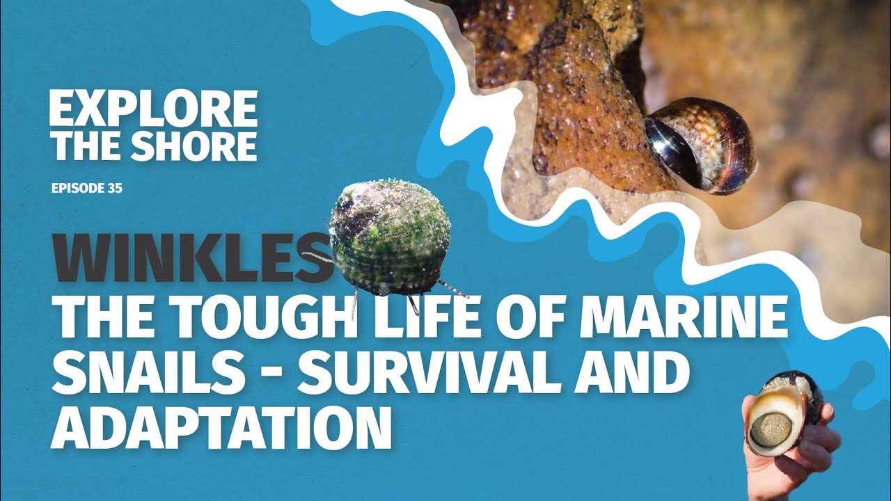 Winkles- the tough life of marine snails - survival and adaptations