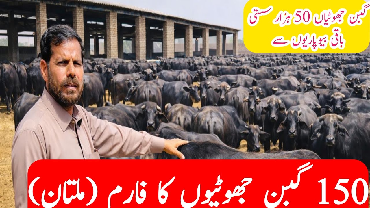 Молочная ферма Pure Nili Ravi Buffalo Dairy Farm в Мултане | Экскурсия на ферму Heavy Nili Ravi G...