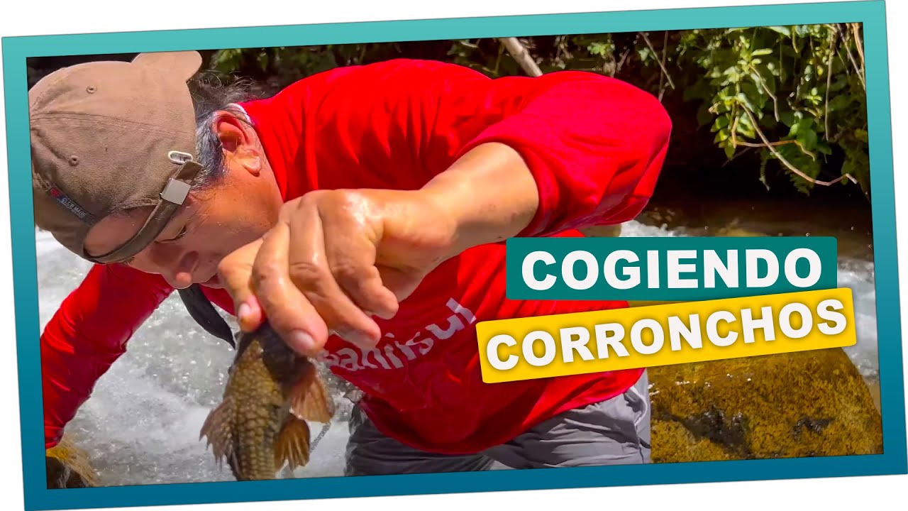 Cogiendo corronchos para preparar un rico caldo