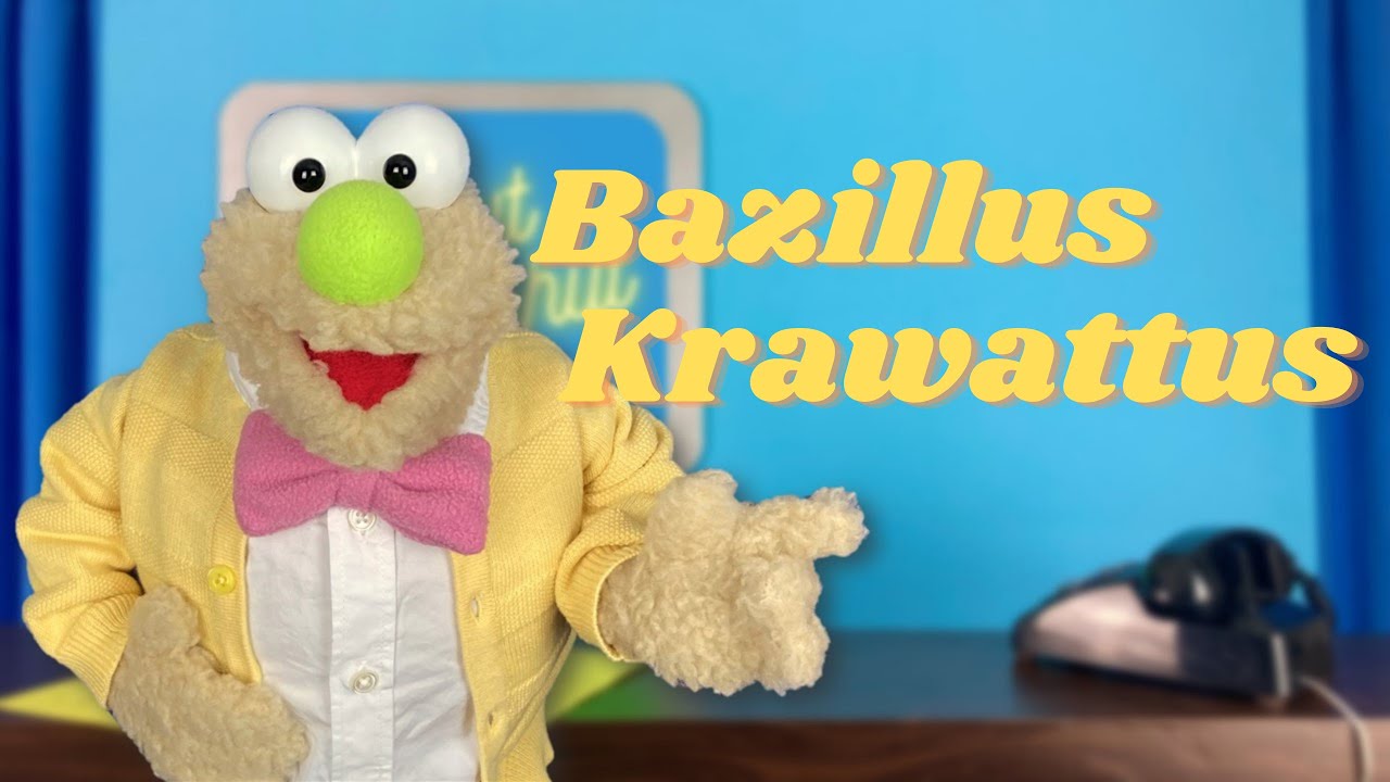 Bazillus Krawattus | Knut Fingerhut