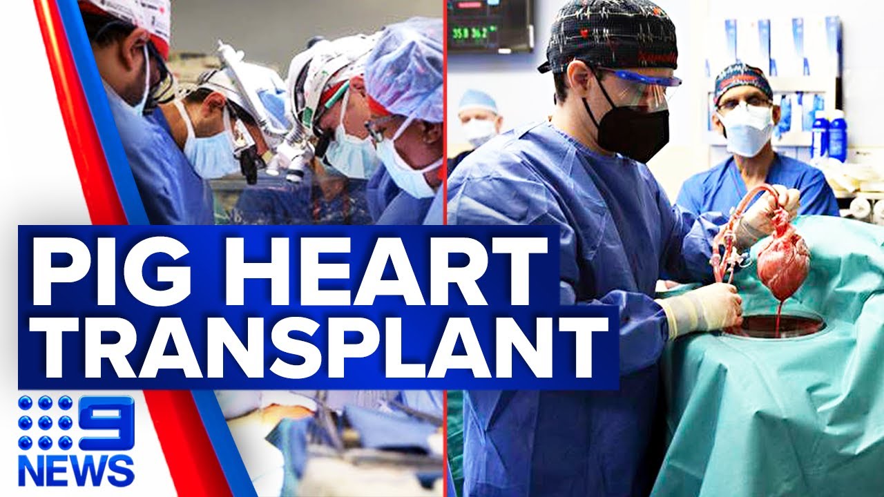 First ever pig-to-human heart transplant performed by US doctors | 9 News Australia