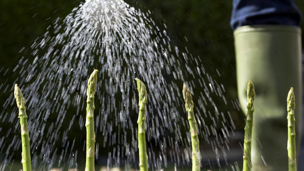 Tips and Tricks for a Basic Garden | P. Allen Smith Classics