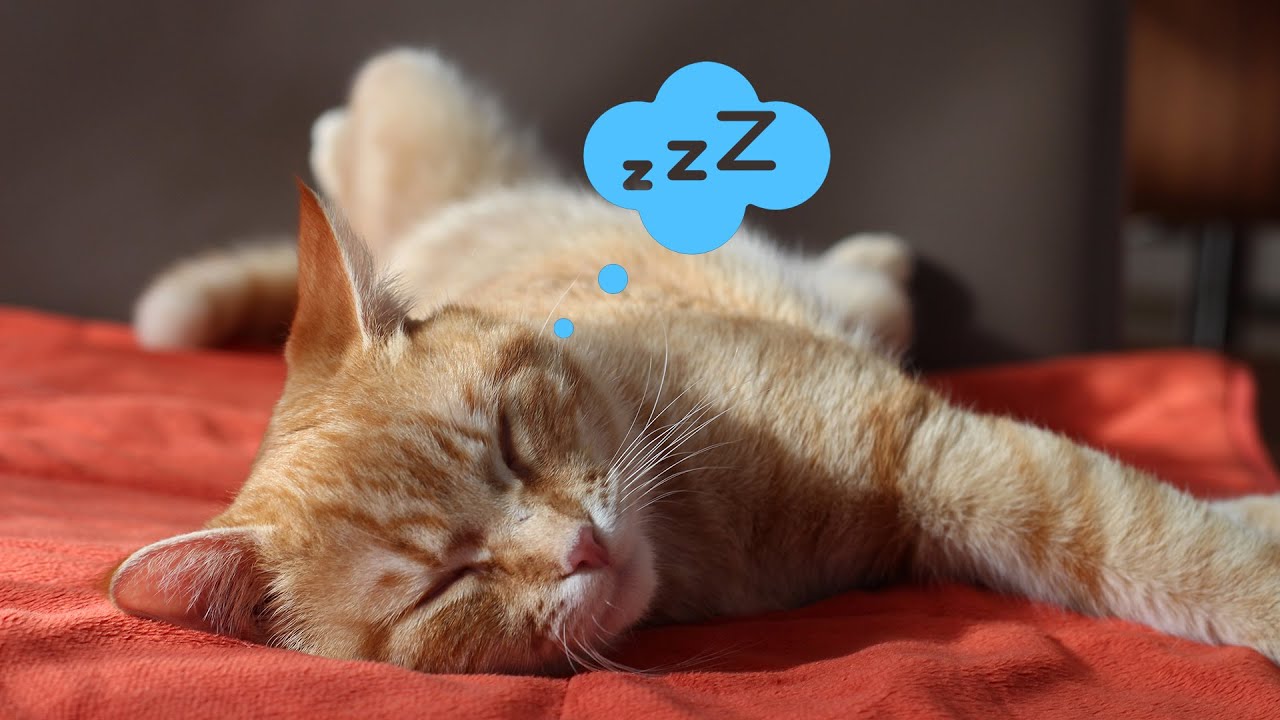 10 horas de m&uacute;sica anti ansiedad para gatos 🐱 Relaja y Calma a tu Felino!