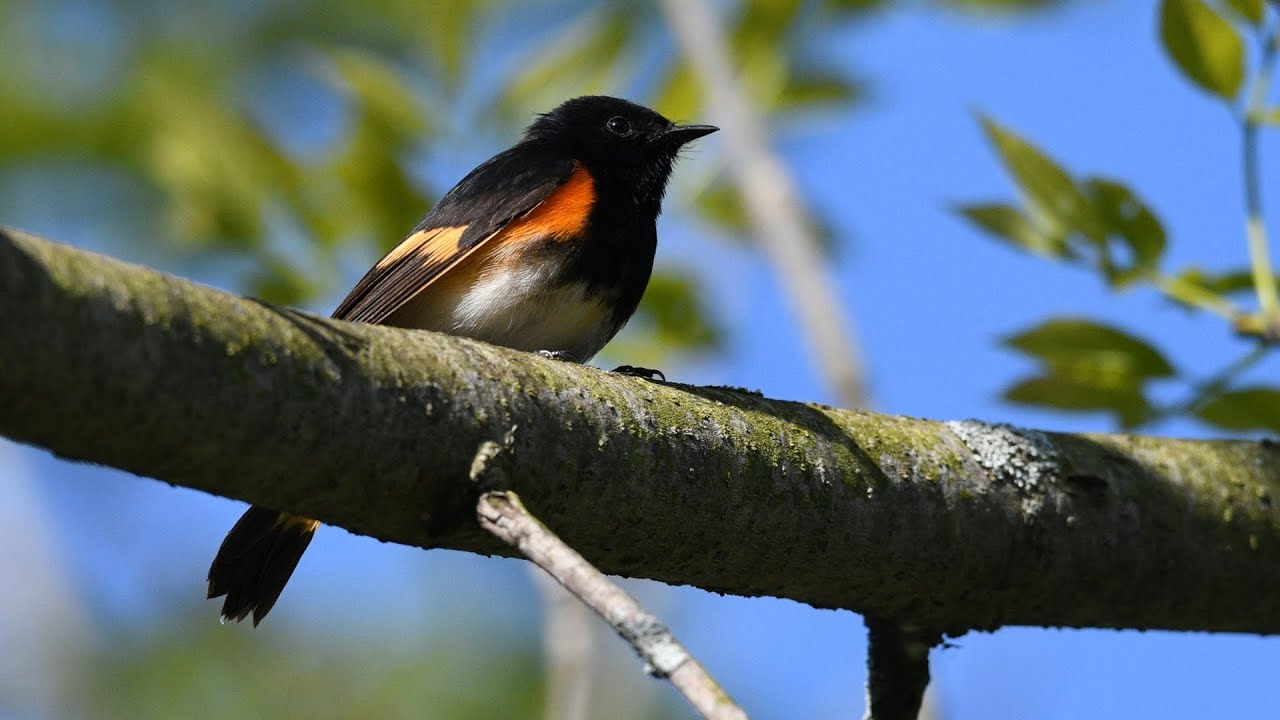 Late May Birding at Lemoine Point  Conservation Area in Kingston, Ontario.
