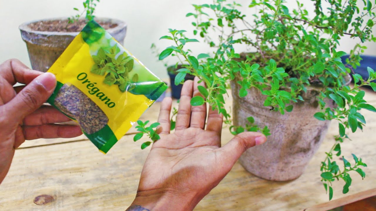 Como Plantar Orégano em Vaso (DICAS E CUIDADOS)