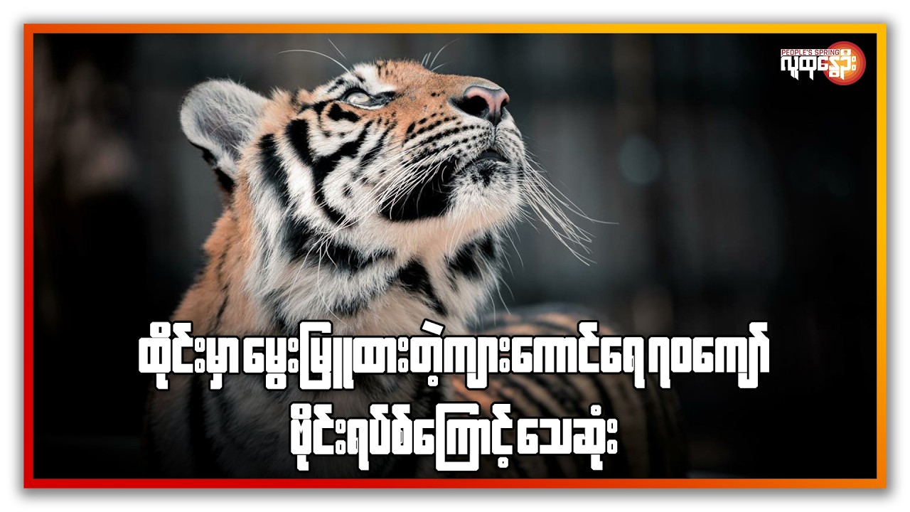 ထိုင်းမှာ မွေးမြူထားတဲ့ ကျားကောင်ရေ ၇၀ ကျော် ဗိုင်းရပ်စ်ကြောင့် သေဆုံး  | People's Spring