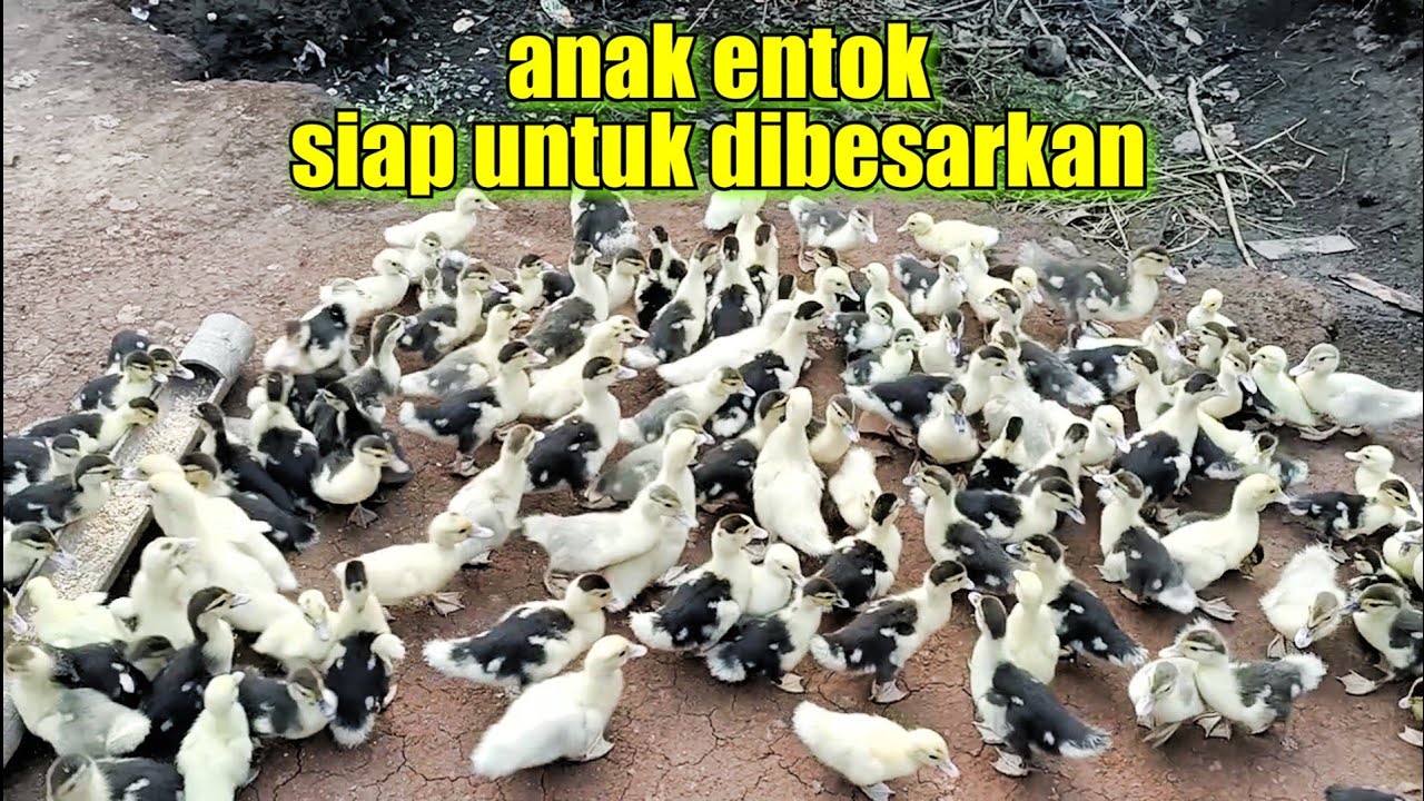 anak entok siap dibesarkan
