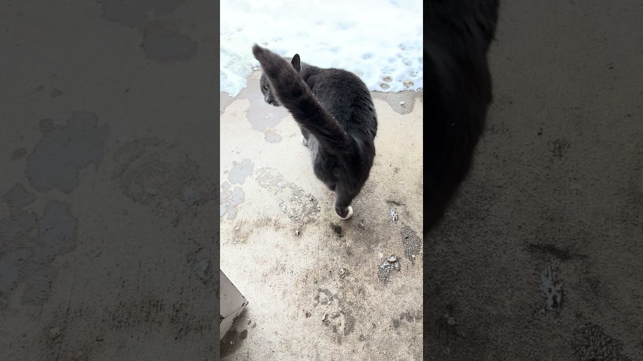 Кормлю моего любимого бездомного кота Талли #бездомныйкот #Талли #помощь #любовь