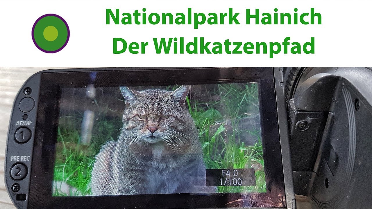 Nationalpark Hainich Der Wildkatzenpfad