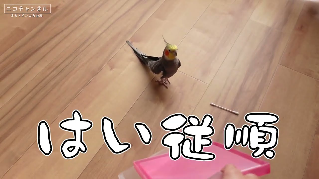 【オカメインコ】「騙されｎ」