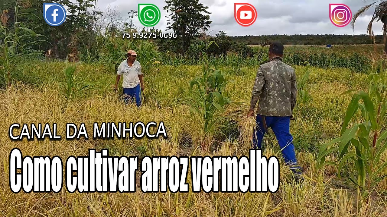 Como cultivar arroz vermelho