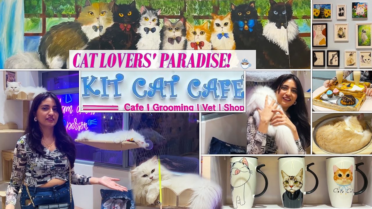 Yeh Cat Cafe Nahi, Ek Dreamland Hai! 🐱☕ | Kit Cat Cafe | Mumbai Hidden Gem