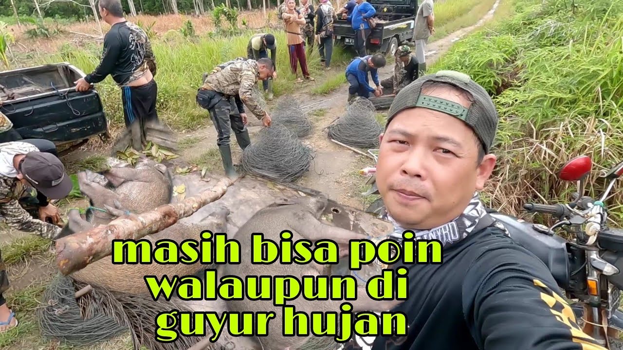 BELUM DI GONG-GONG BABI HUTANNYA SUDAH NEMPEL KE JARING DULUAN.