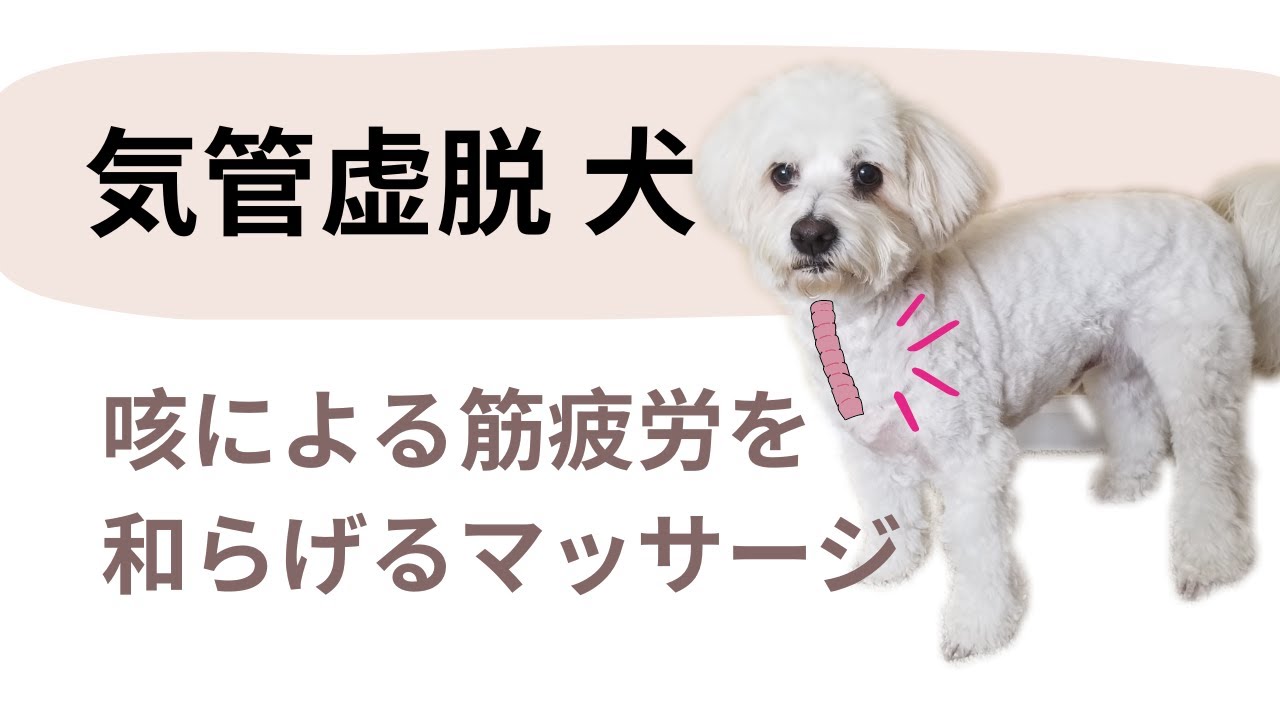 【気管虚脱の犬】咳による筋肉疲労を楽にするマッサージ＆ケア【Collapsing Trachea】Massage for Over-Worked Muscles from Coughing