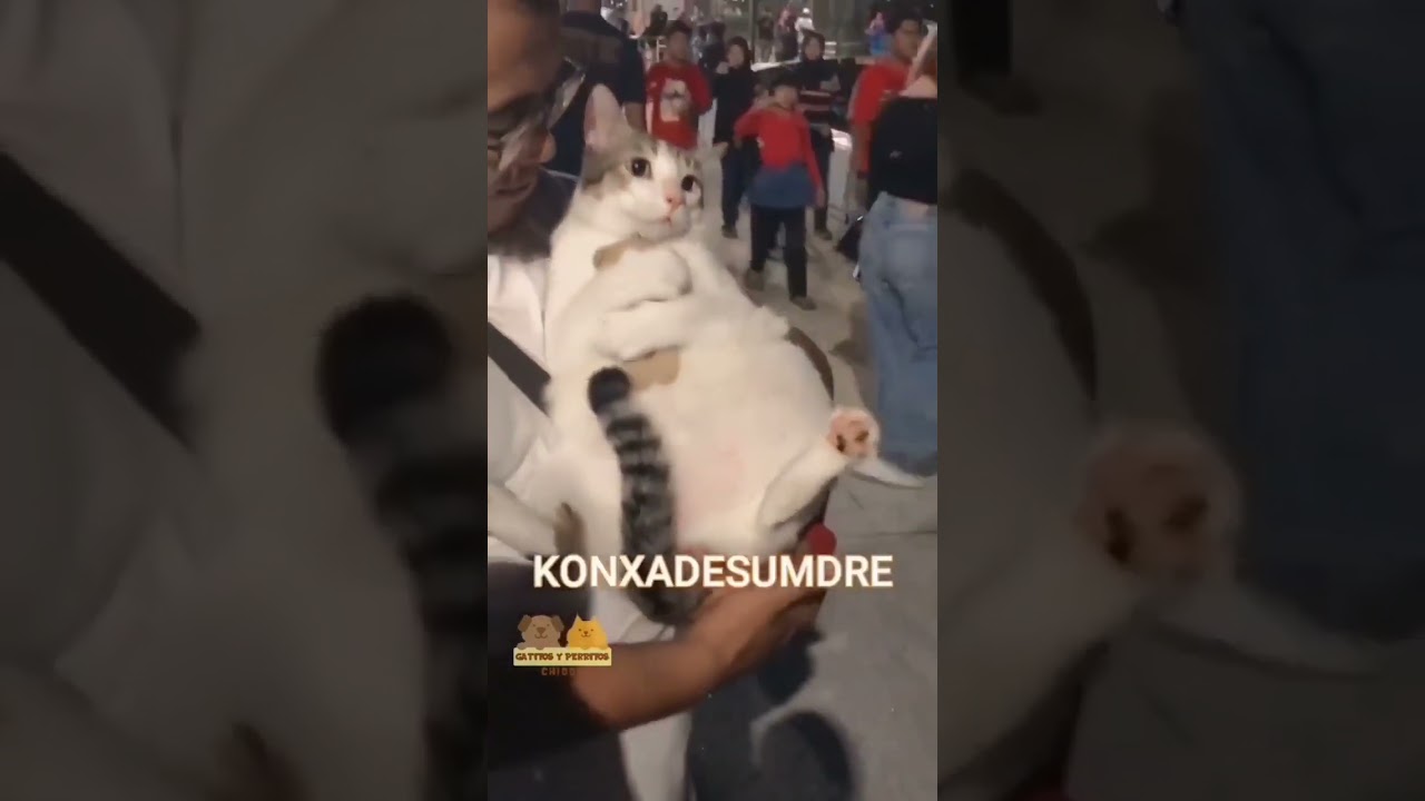 yoyo, el gato con ansiedad