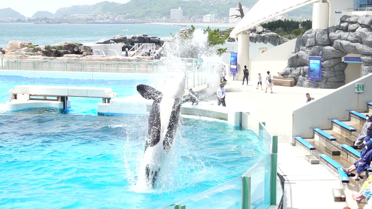 緩急自在！？先ずは You Raise Me Up（ユー・レイズ・ミー・アップ)にのせてシャチパフォーマンス1回目スタートですヨ！　鴨川シーワールドにて 2021年5月8日　C0001