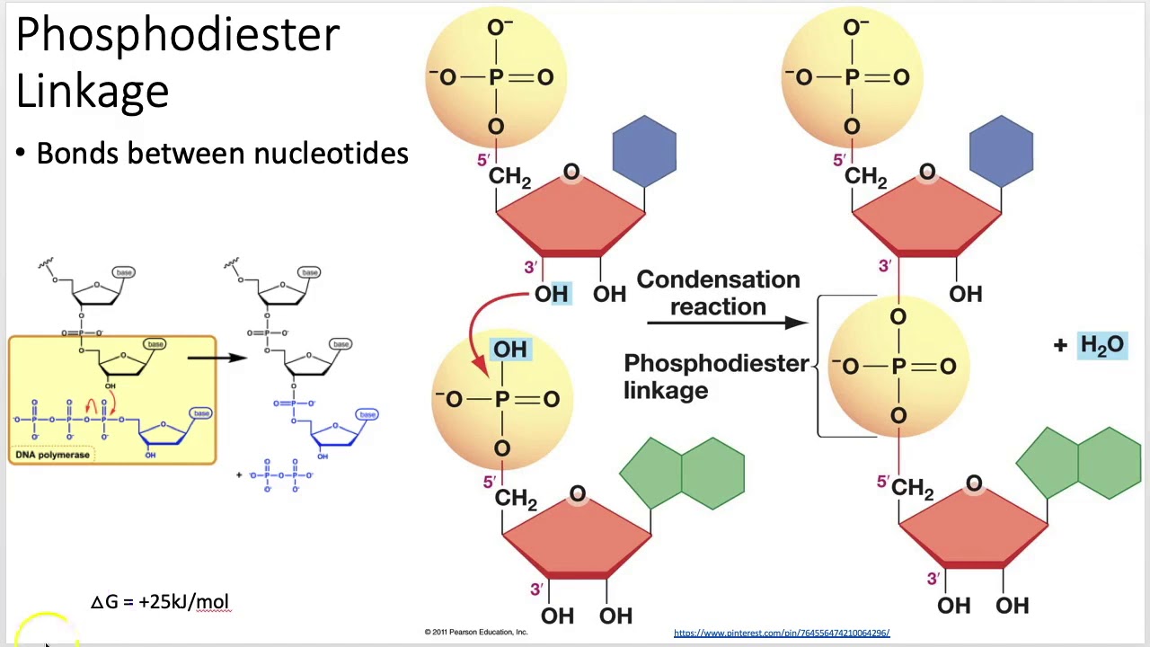 Biochemistry 101: Nucleic Acids (Lecture 7 of 12)