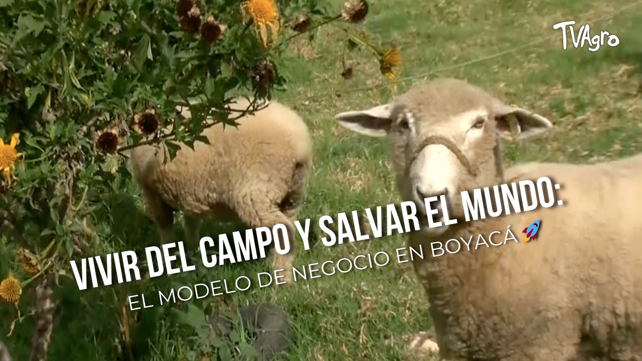 Vivir del campo y salvar el mundo: El modelo de negocio en Boyacá 🚀 - TvAgro por Juan Gonzalo Angel