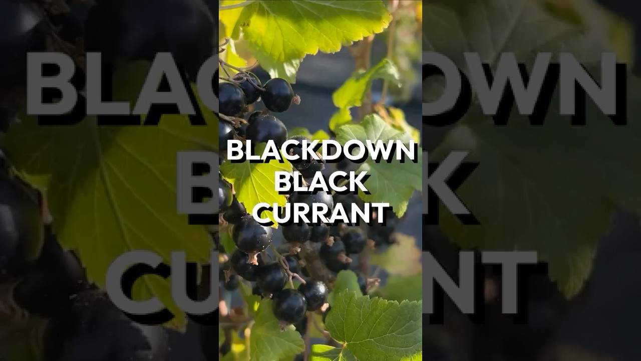 Черная смородина Black Down: сладкий сорт для употребления в свежем виде