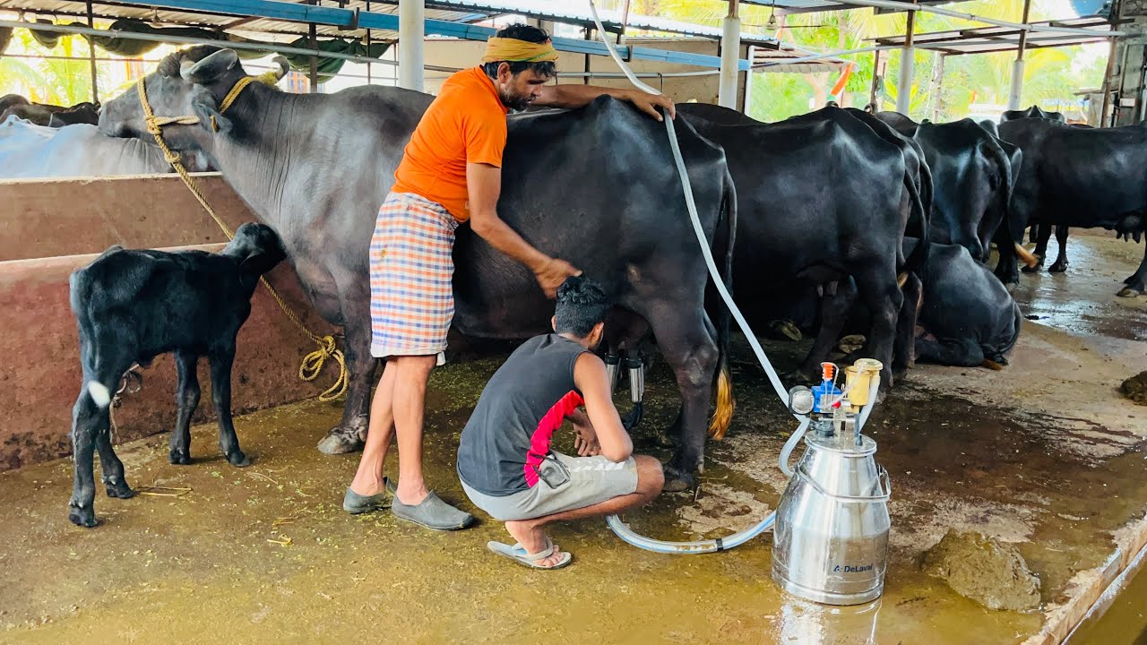 Milking machine.