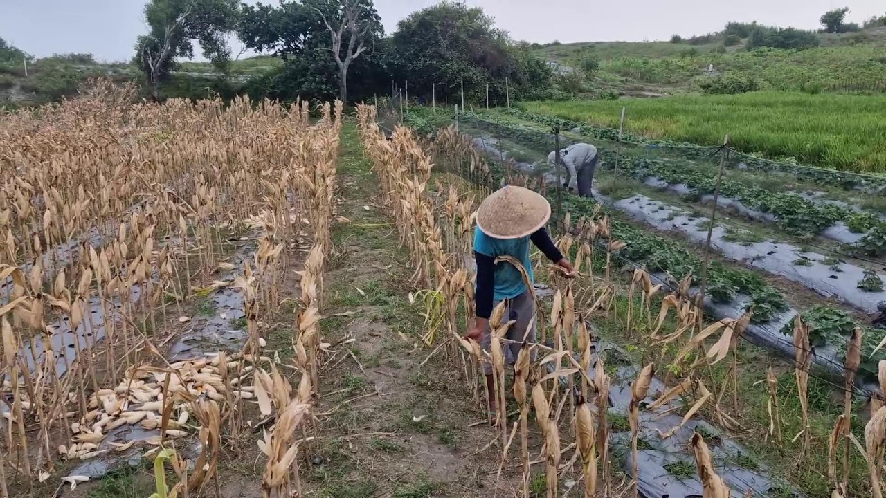 NO MACHINES! GREAT FARMERS HARVEST CORN FASTER THAN YOU THINK! -agriculture farming
