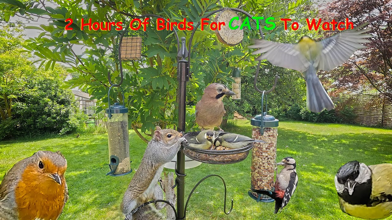 British Birds For Cats To Watch - Early Summer - Over 2 Hours