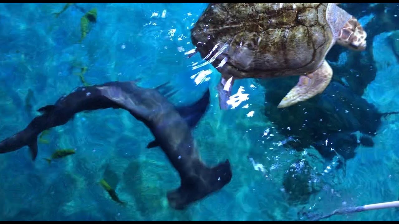 Great Hammerhead Shark Feeding