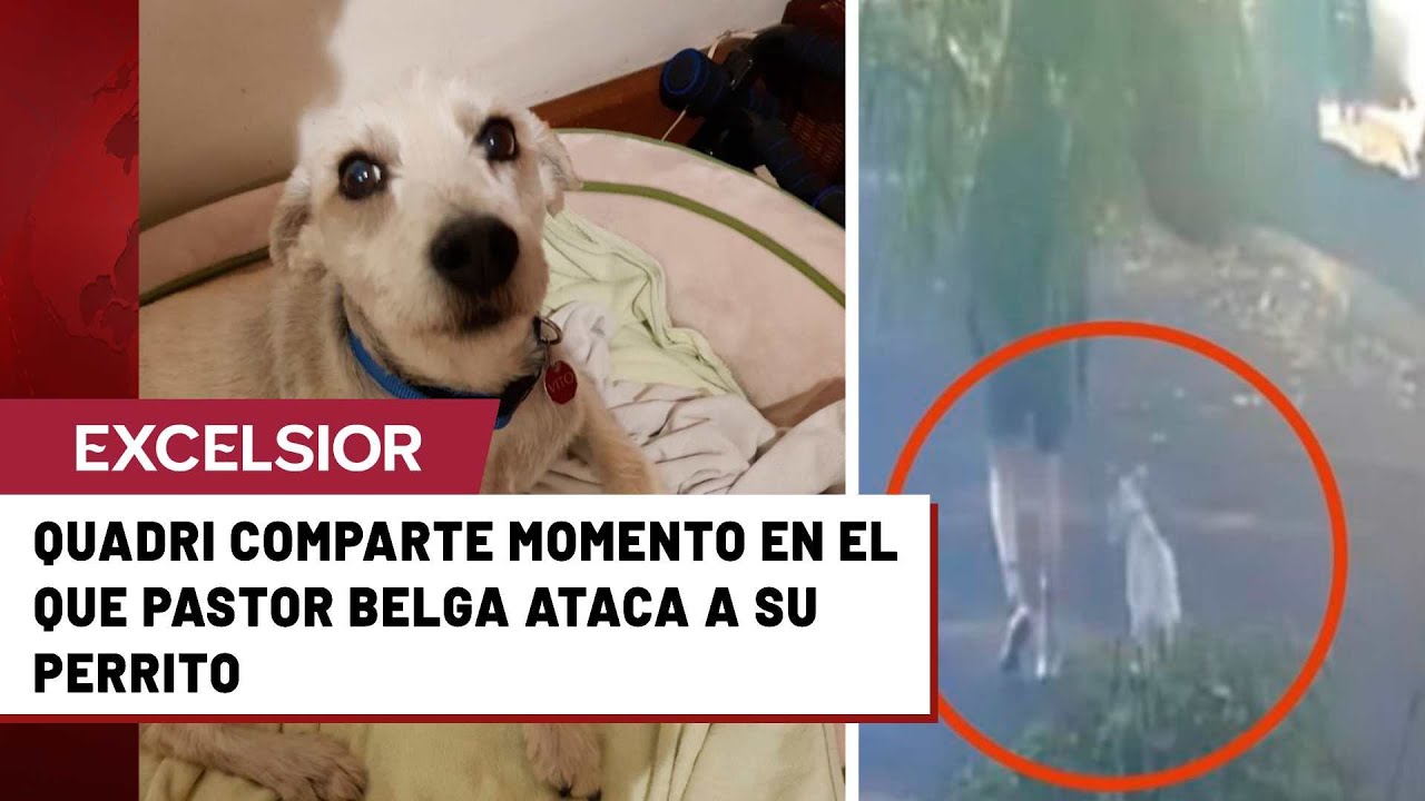 Pastor Malinois sin correa mató al perro de Gabriel Quadri