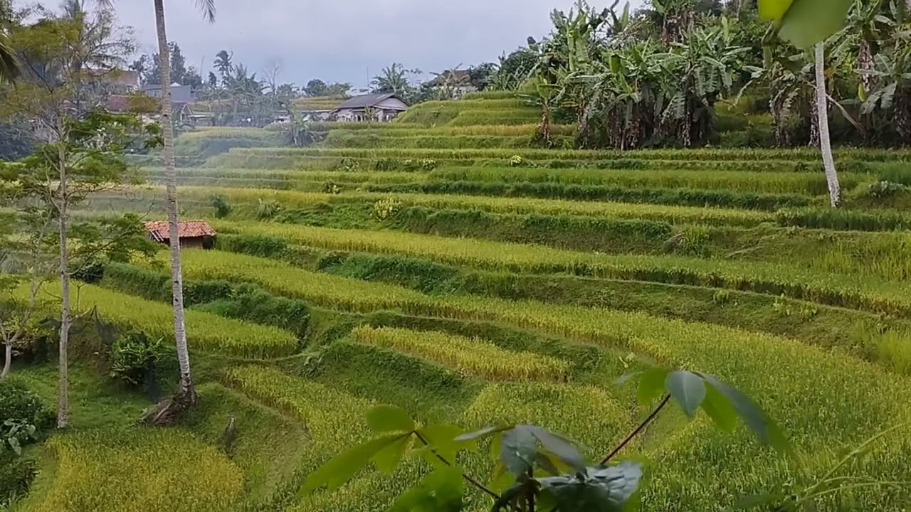Suara alam #nature #shots #shorts 