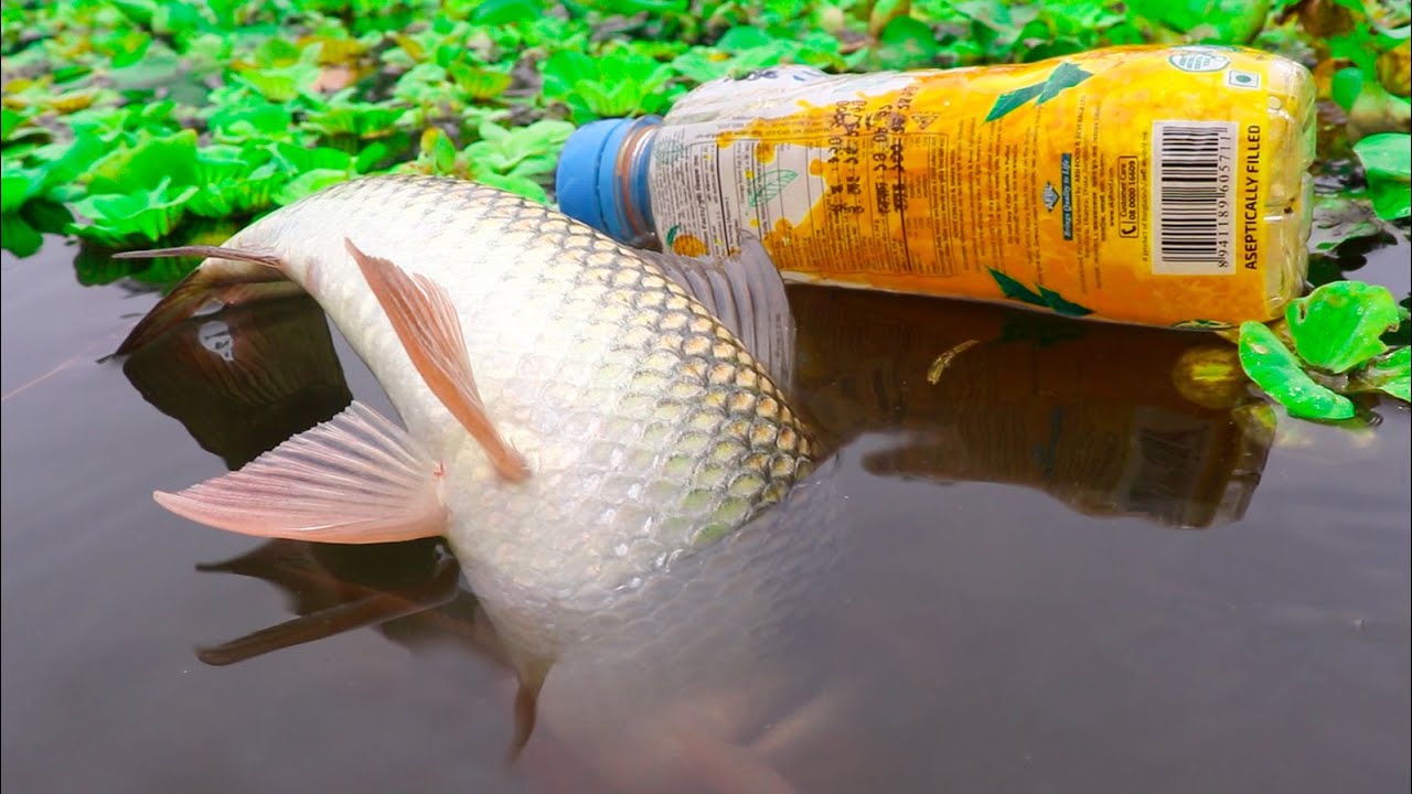 Unique Fishing Trap | Smart Boy Fish Catching By Hook Plastic Bottle | Best Fishing 2021