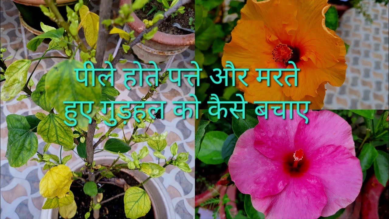गुड़हल के पत्ते क्यों पीले होते हैं कारण और निवारण | 5 Reason for Yellow leaves in Hibiscus |